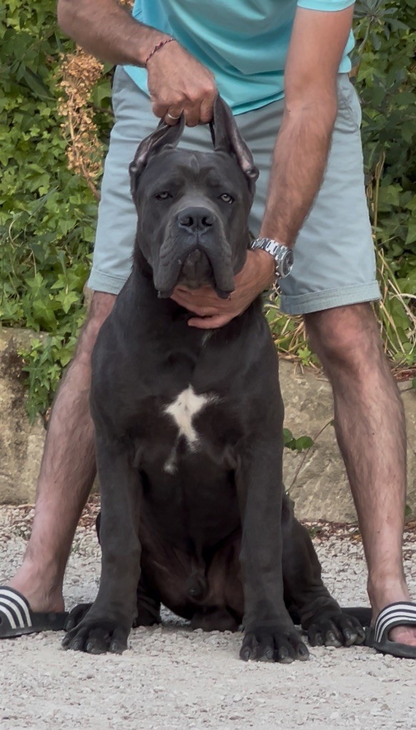 Vicius Diamanti Neri Di Molly