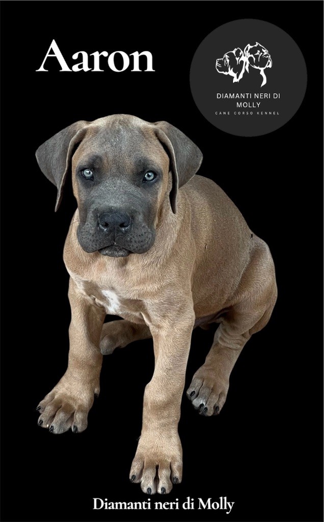 Diamanti Neri Di Molly - Chiots disponibles - Cane Corso