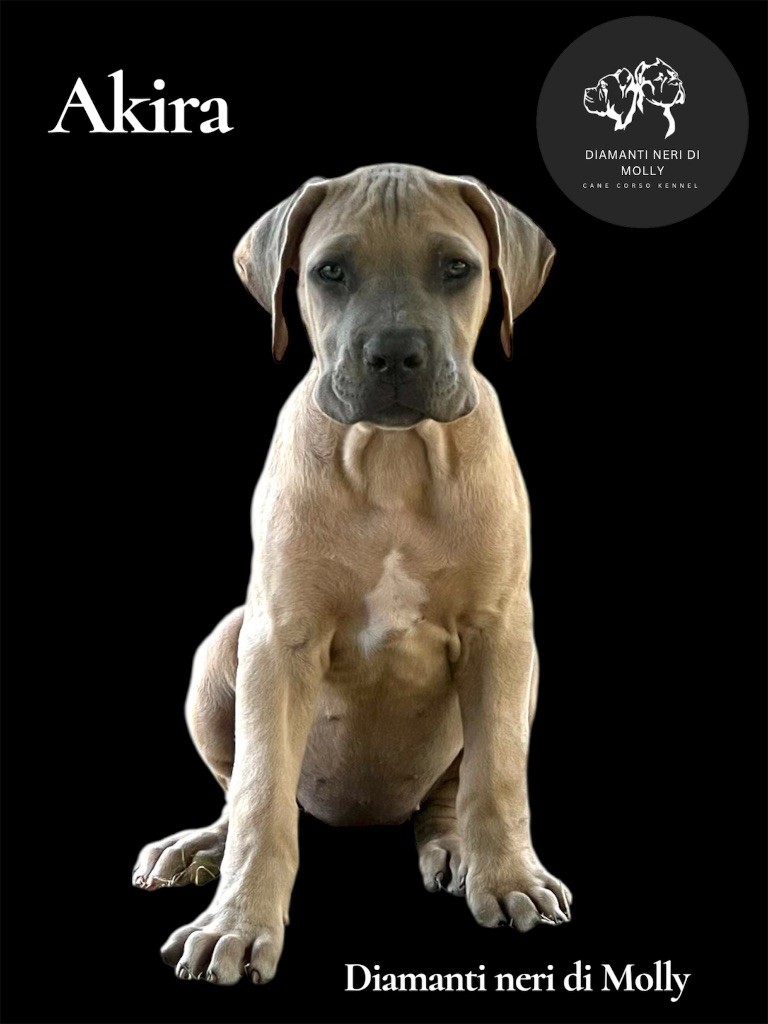 Diamanti Neri Di Molly - Chiots disponibles - Cane Corso