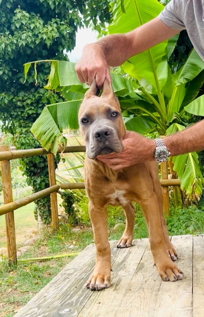 Diamanti Neri Di Molly - Chiots disponibles - Cane Corso