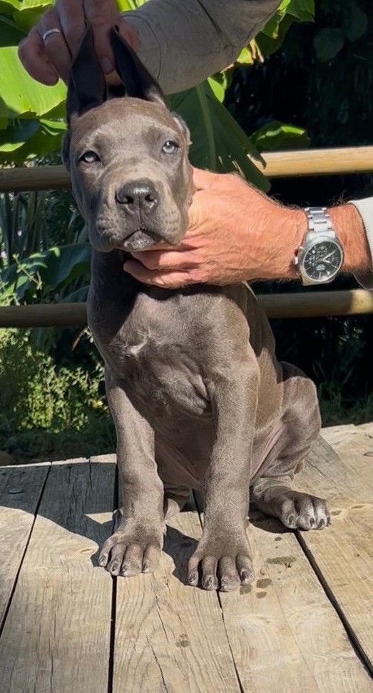 Diamanti Neri Di Molly - Chiots disponibles - Cane Corso