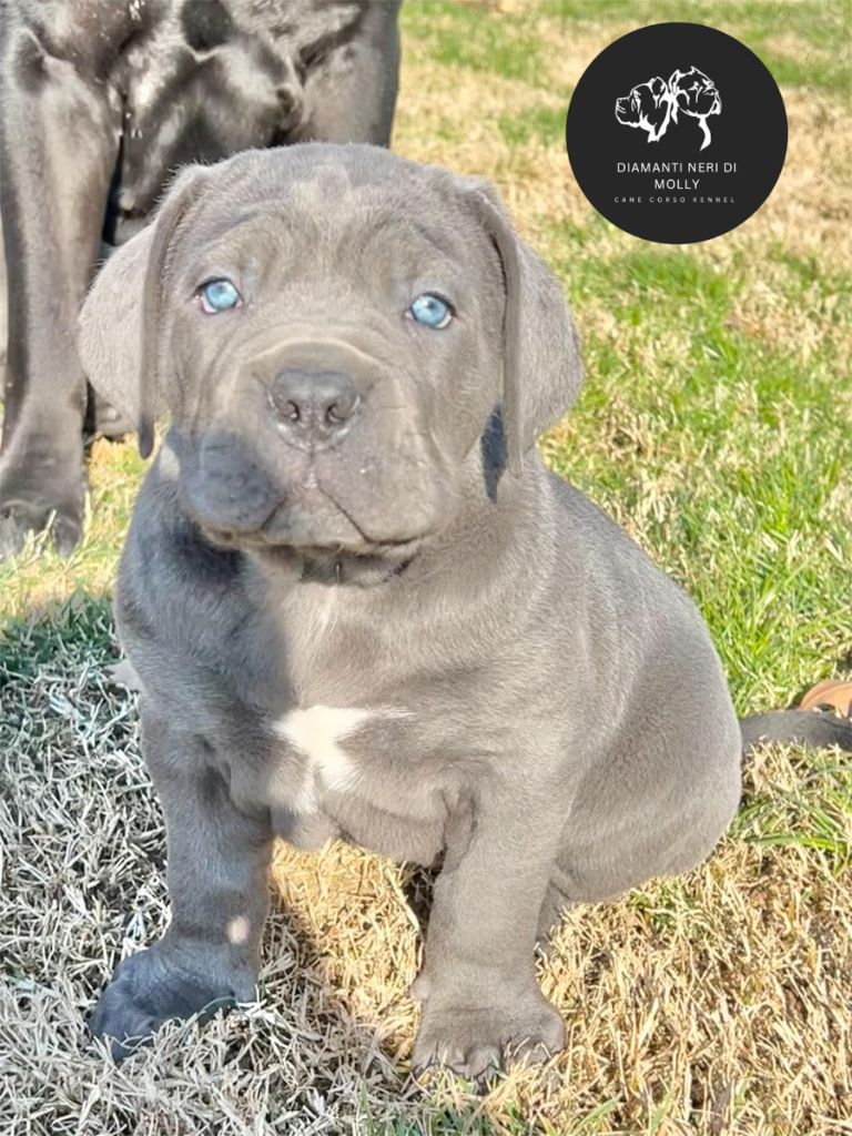 Diamanti Neri Di Molly - Chiots disponibles - Cane Corso