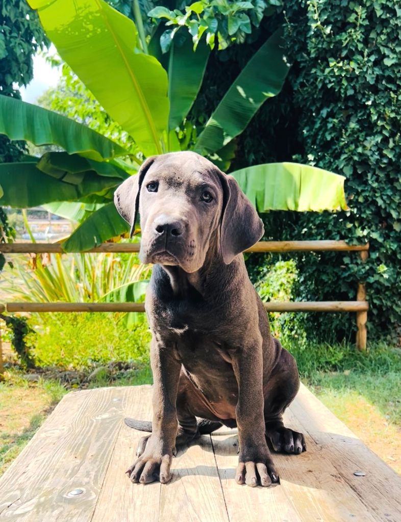 Diamanti Neri Di Molly - Chiots disponibles - Cane Corso
