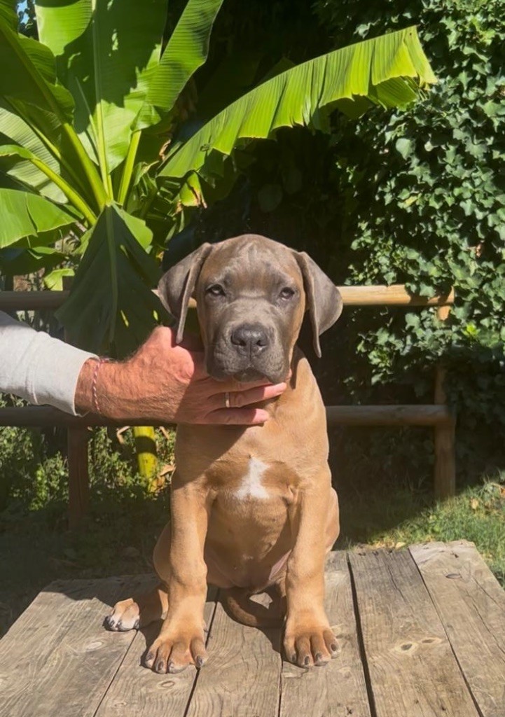 Diamanti Neri Di Molly - Chiots disponibles - Cane Corso