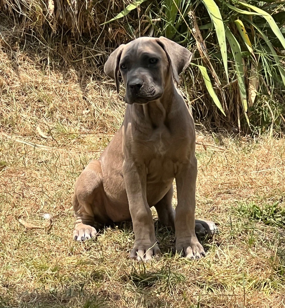 Diamanti Neri Di Molly - Chiots disponibles - Cane Corso