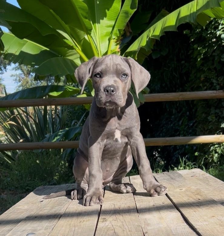 Diamanti Neri Di Molly - Chiots disponibles - Cane Corso
